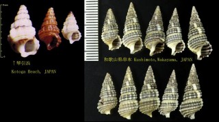 コベルトカニモリ (コオロギ) Cerithium dialeucum small