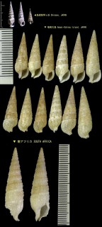 カニモリガイ 蟹守貝 Rhinoclavis kochi small