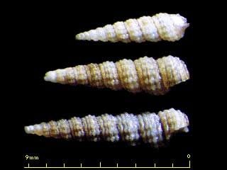 アミメケシカニモリ Cerithiopsis subreticulata small