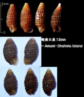 ヒオコシケシカニモリ Cerithiopsis marileutes small