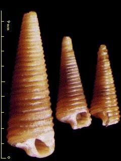ケシカニモリ Notoseila laqueata small