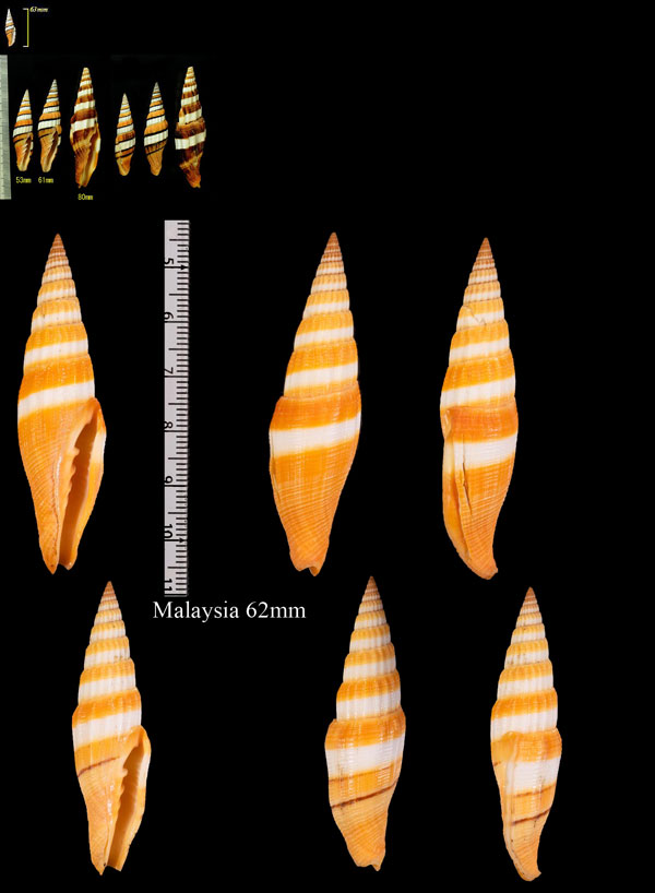 ミサカエミノムシ Vexillum citrinum filiareginae small