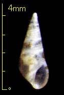 ゴマフクリムシ Stricteulima lentiginosa small