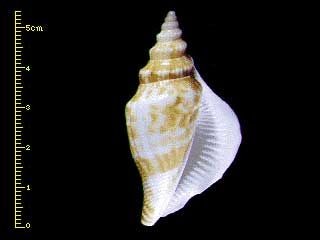 シドロガイ Strombus vittatus japonicus small
