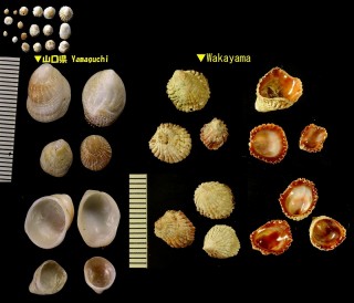 キクスズメ 菊雀 Sabia conica small