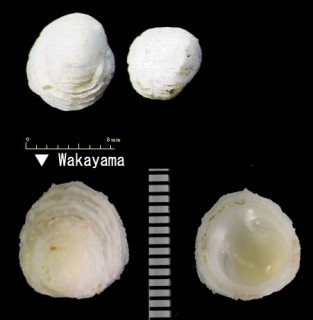 カワチドリ 川千鳥 Antisabia foliacea small