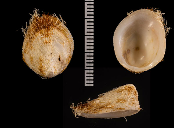 スズメガイ Pilosabia trigona small