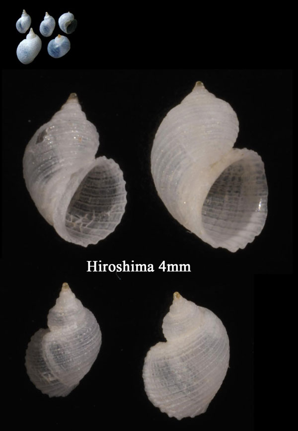 ナガハツカネズミ Fossarus yamamotoi small