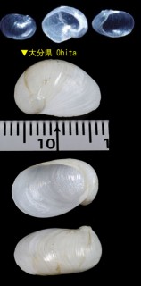 キシュウベッコウタマガイ Lamellaria kiiensis small