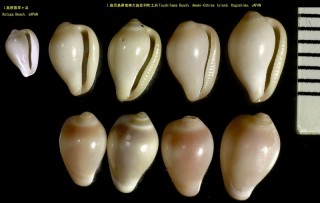ザクロガイ Erato callosa small