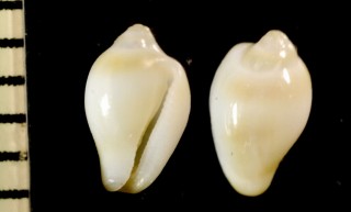 シンザクロガイ 新石榴貝 Erato tomlini small