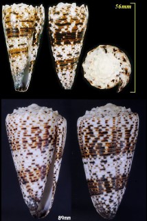 ミカドミナシ 帝身無 Conus imperialis small
