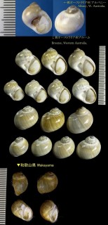 ホウシュノタマ Natica gualtieriana small