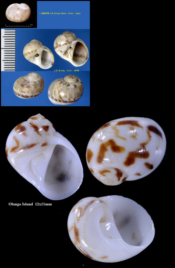 フロガイダマシ Naticarius concinnus small