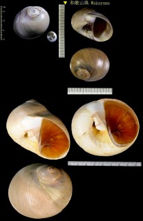 ツメタガイ Glossaulax didyma small