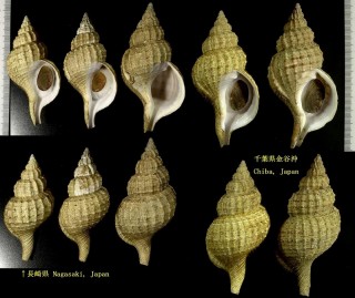 カブトアヤボラ Fusitriton oregonensis galea small