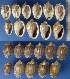 ナガカズラガイ 長葛貝 Phalium flammiferum strigatum small