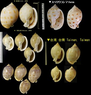 ウラシマガイ Semicassis bisulcata small