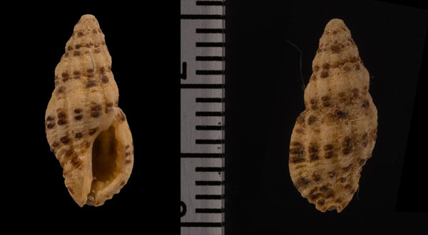 ゴマフヌカボラ Maculotriton serrialis small
