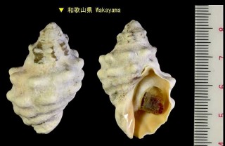 クリフレイシ Thais luteostoma small