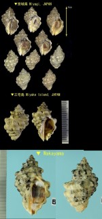 レイシガイ 茘枝貝 Thais bronni small