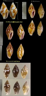 ムシエビ 蒸し蝦 (タモトガイモドキ) Pyrene flava small