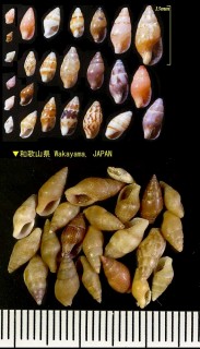 ムギガイ Mitrella bicincta small