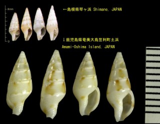 シラゲガイ 白米貝 Indomitrella lischkei small