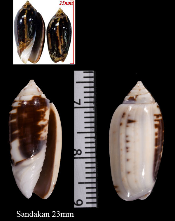 チグリデラマクラ (仮称) Oliva tigridella small