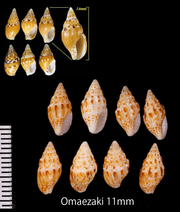ボサツガイ 菩薩貝 Anachis misera small