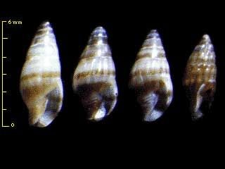 ノミニナモドキ Zafra mitriformis small