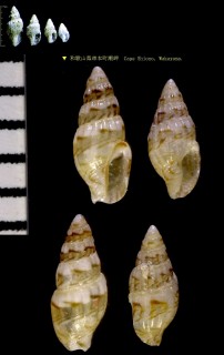 ハハジマノミニナ Zafra hahajimana small