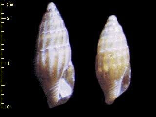 ノミニナ 蚤蜷 Zafra pumila small