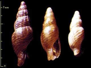 シロオビモクメマツムシ Zafra albomarginata small