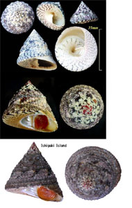 ニシキウズ Trochus maculatus small