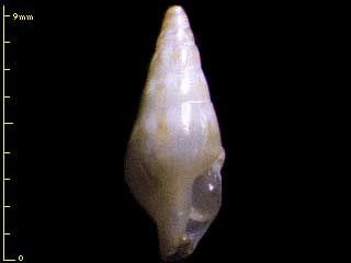 クダマキマツムシ Pleurotomitrella pleurotomoides small