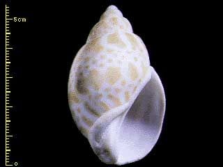 バイ Babylonia japonica small