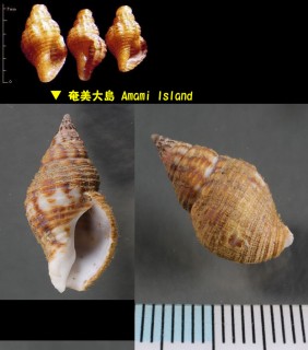 コホラダマシ Cantharus subrubiginosa small