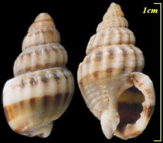 クロスジムシロ Nassarius fraterculus small
