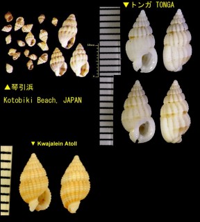 ナミヒメムシロ Nassarius pauperus small