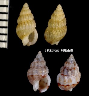 ヒメムシロ Nassarius multigranosa small