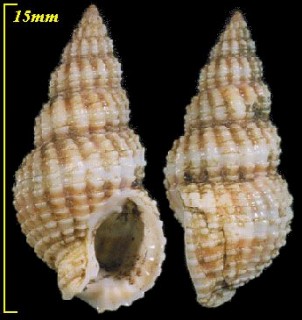 キヌボラ Nassarius japonica small