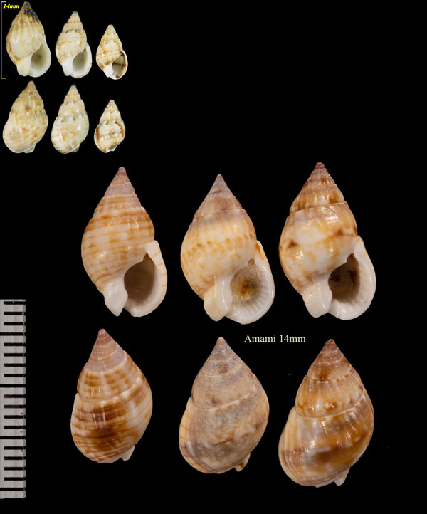 ヒメヨフバイ Nassarius gaudiosus small