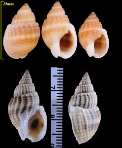 ムシロガイ Nassarius livescens small