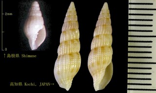 オダヤカツクシ Vexillum angustissimum small
