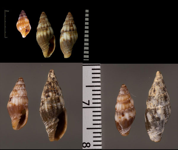 ヒゼンツクシ Pusia inermis small