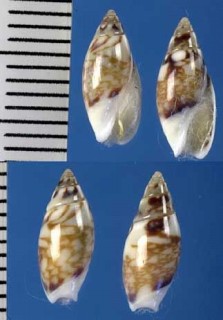 ホタルガイ 蛍貝 Olivella japonica small