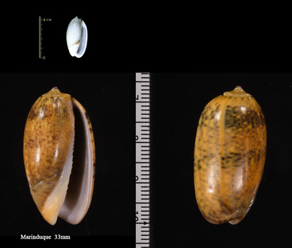 コモンマクラ 小紋枕 Oliva bulbiformis small