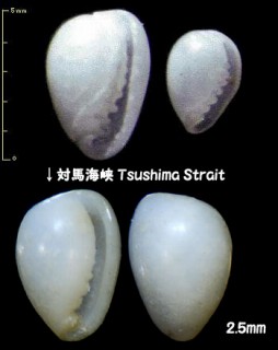 ツユダマガイ 露玉貝 Crithe nipponica small