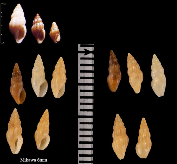 チビシャジク 矮車軸 Haedropleura pygmaea small